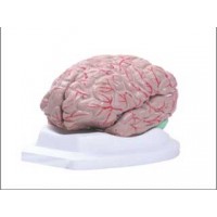 CEREBRO EM 12 PARTES ANATOMIC TGD 0303B